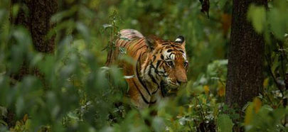 kanha
