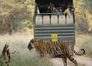 safari tour
