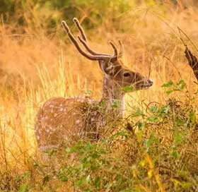 sariska-park